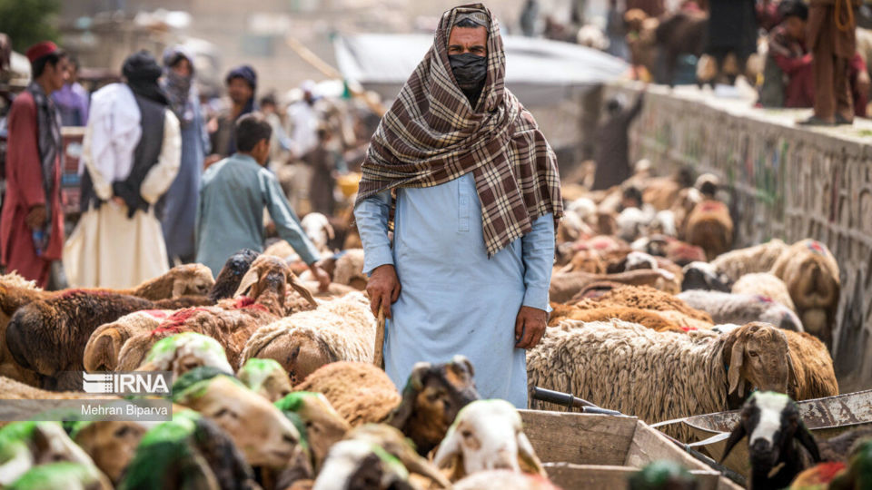 بازار دام کابل در آستانه عید قربان