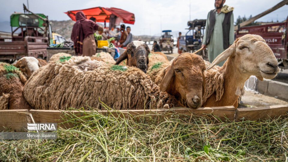 بازار دام کابل در آستانه عید قربان