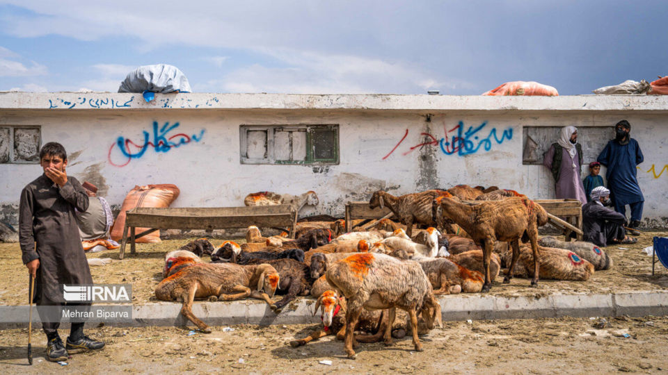 بازار دام کابل در آستانه عید قربان