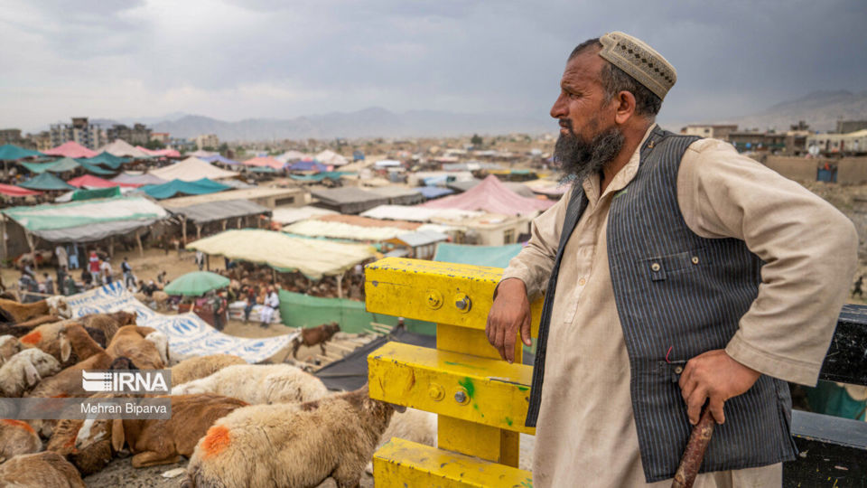 بازار دام کابل در آستانه عید قربان