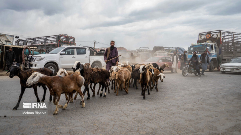 بازار دام کابل در آستانه عید قربان