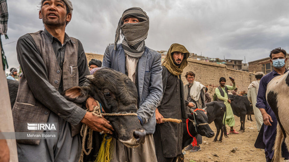 بازار دام کابل در آستانه عید قربان