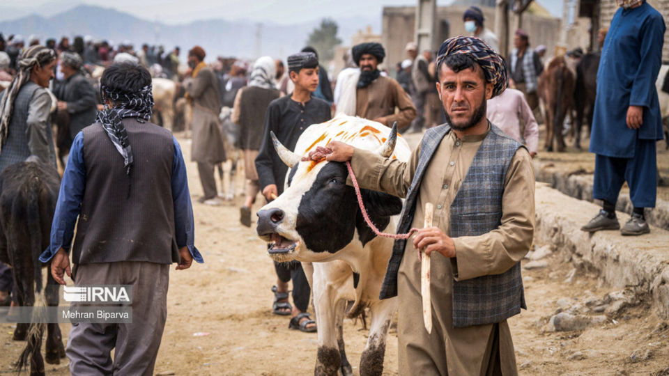 بازار دام کابل در آستانه عید قربان