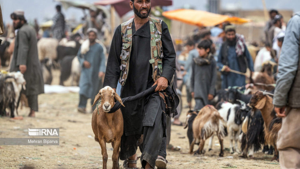 بازار دام کابل در آستانه عید قربان