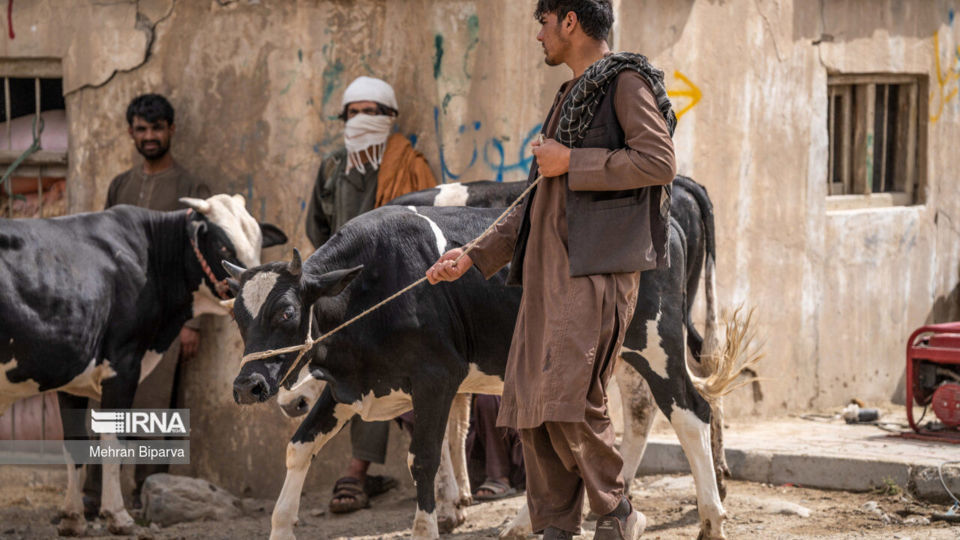 بازار دام کابل در آستانه عید قربان