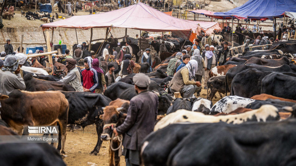 بازار دام کابل در آستانه عید قربان