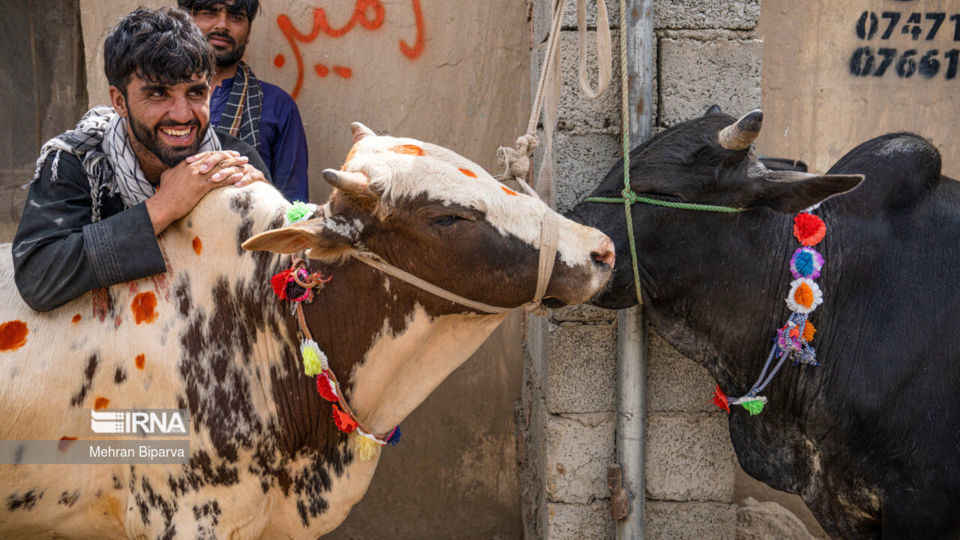 بازار دام کابل در آستانه عید قربان