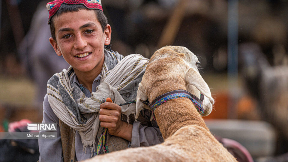 بازار دام کابل در آستانه عید قربان