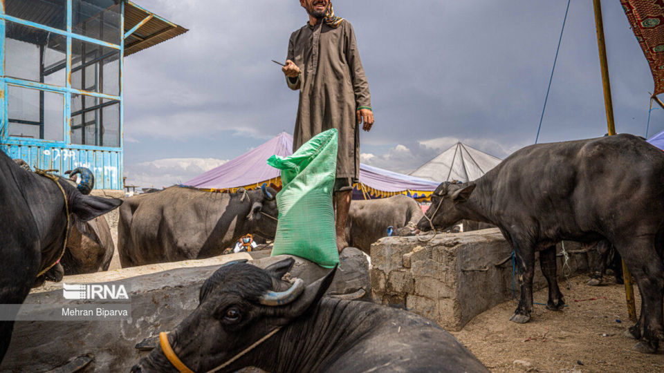 بازار دام کابل در آستانه عید قربان