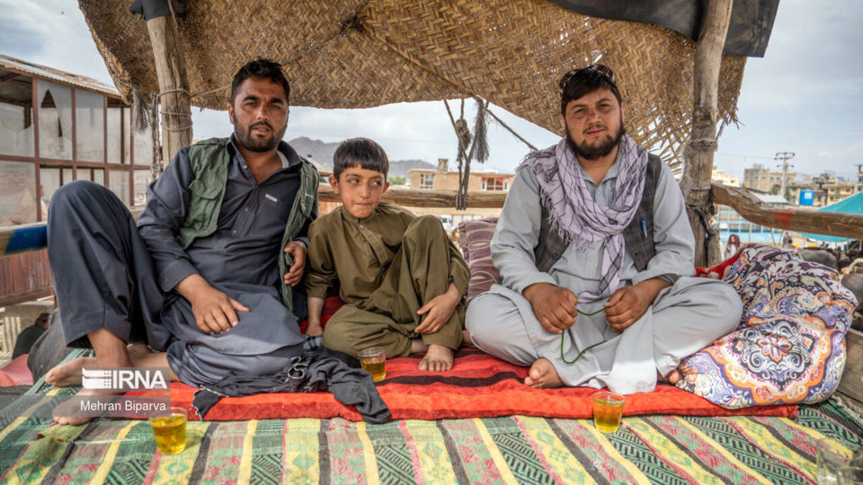 بازار دام کابل در آستانه عید قربان