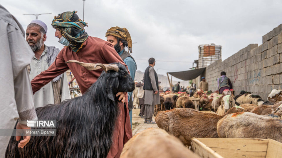 بازار دام کابل در آستانه عید قربان