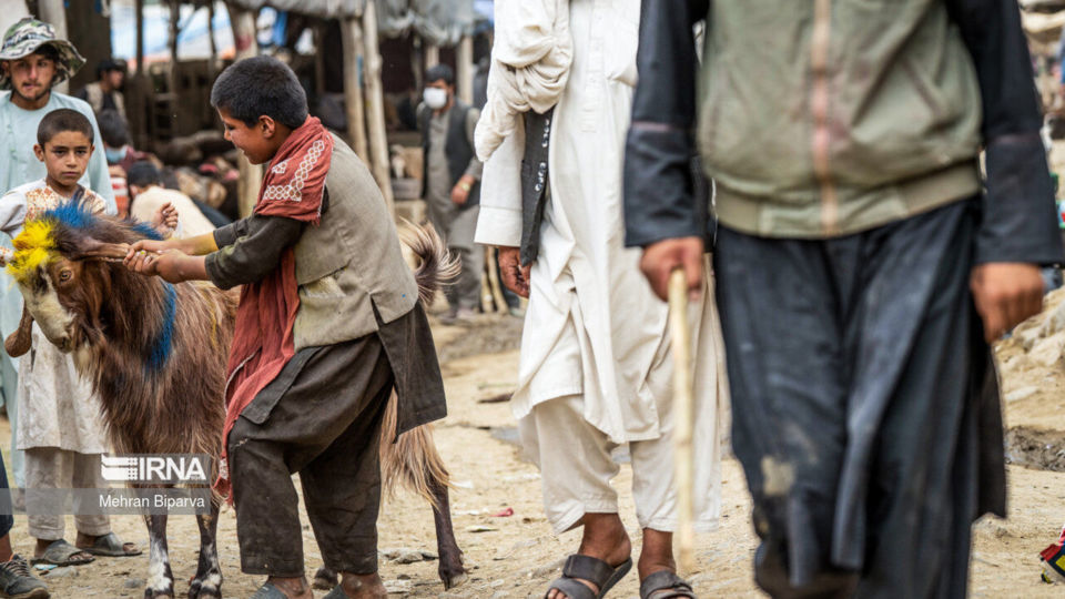 بازار دام کابل در آستانه عید قربان