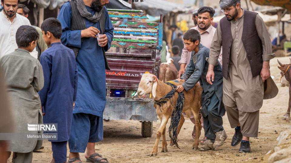 بازار دام کابل در آستانه عید قربان