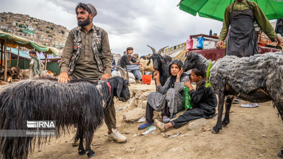 بازار دام کابل در آستانه عید قربان