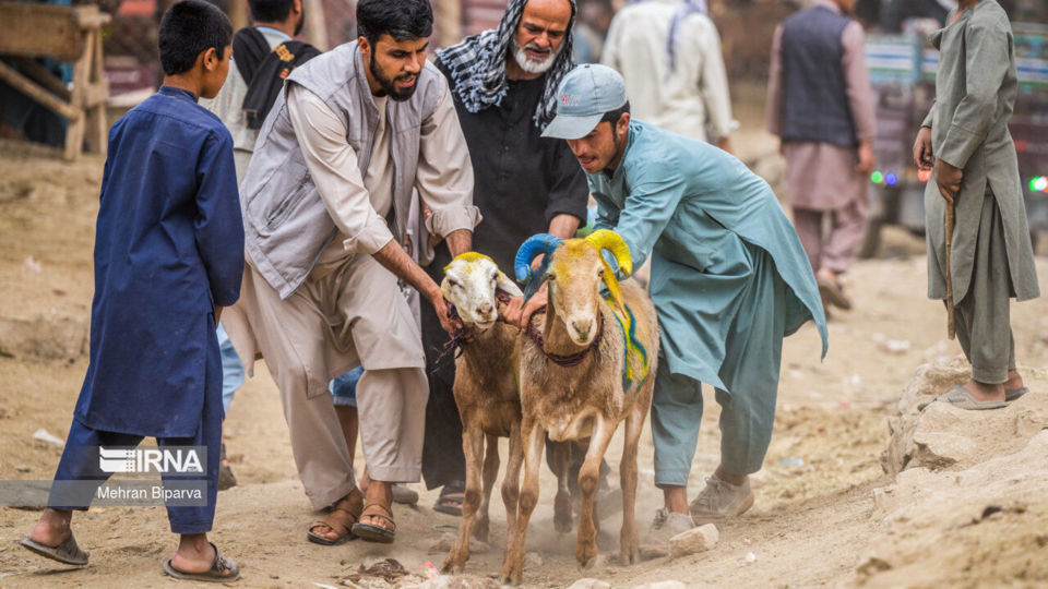 بازار دام کابل در آستانه عید قربان