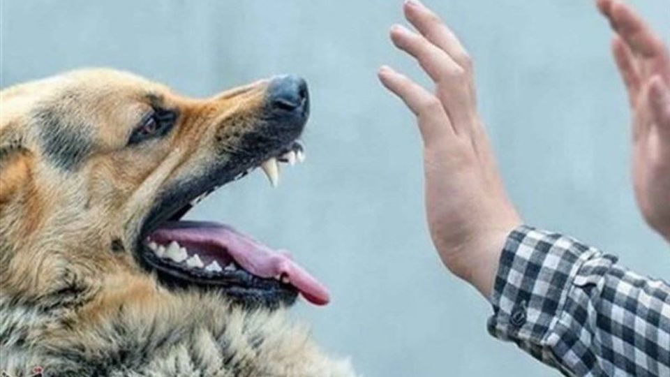 سگ ولگرد کودک اهل خوسف را گاز گرفت سگ ولگرد کودک اهل خوسف را گاز گرفت