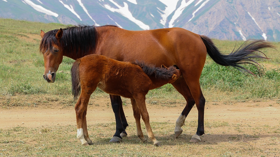 پرسه اسب ها در طبیعت مازندران