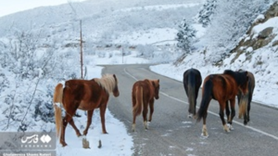 پرسه اسب ها در طبیعت مازندران