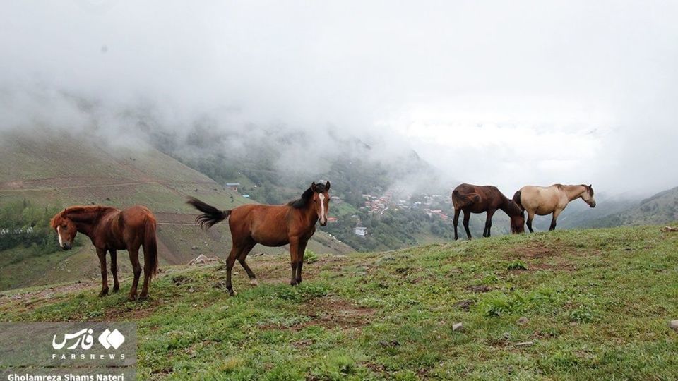 پرسه اسب ها در طبیعت مازندران