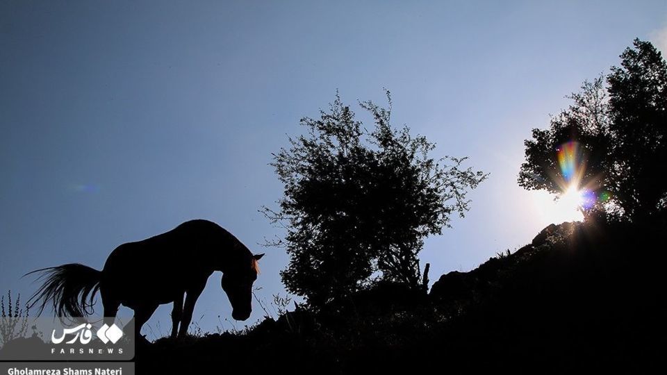 پرسه اسب ها در طبیعت مازندران
