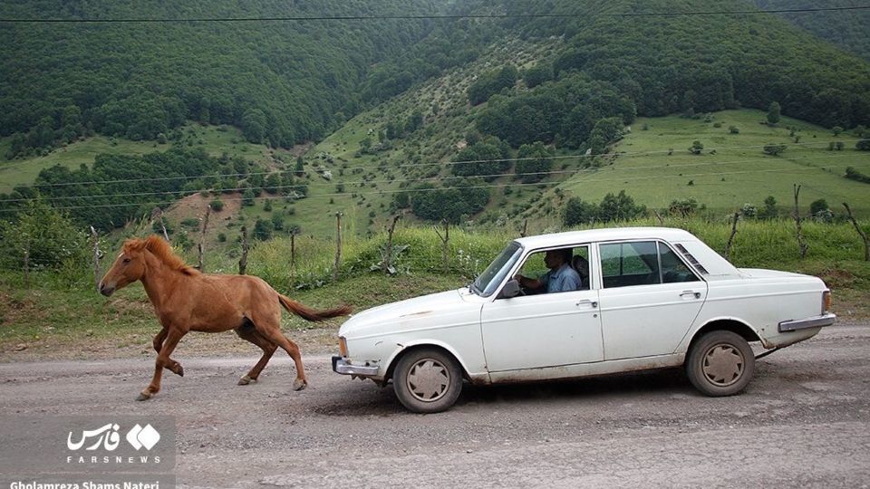 پرسه اسب ها در طبیعت مازندران