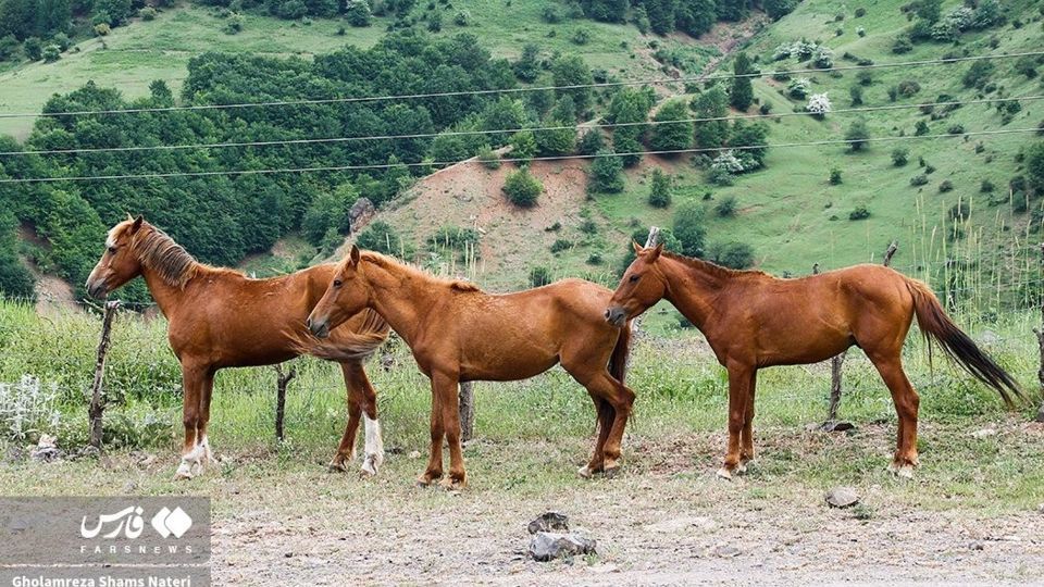 پرسه اسب ها در طبیعت مازندران