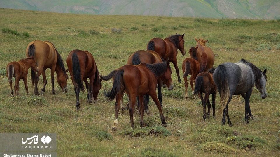 پرسه اسب ها در طبیعت مازندران