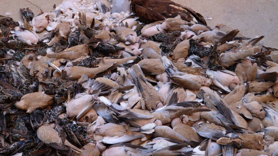 مسمومیت گسترده پرندگان در اهواز/ هشدار انتقال لاشههای مسموم به بازار مسمومیت گسترده پرندگان در اهواز/ هشدار انتقال لاشههای مسموم به بازار
