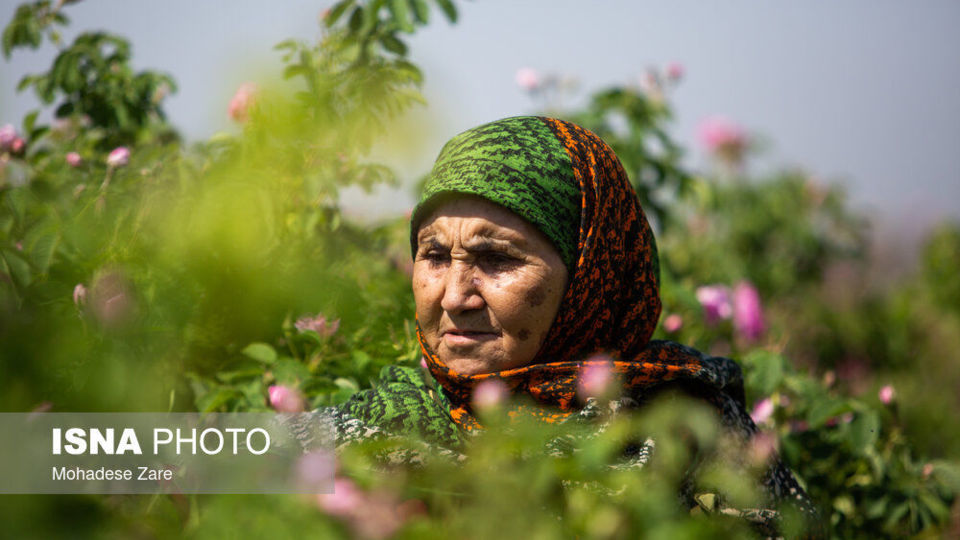 مهد گل‌محمدی خراسان 
