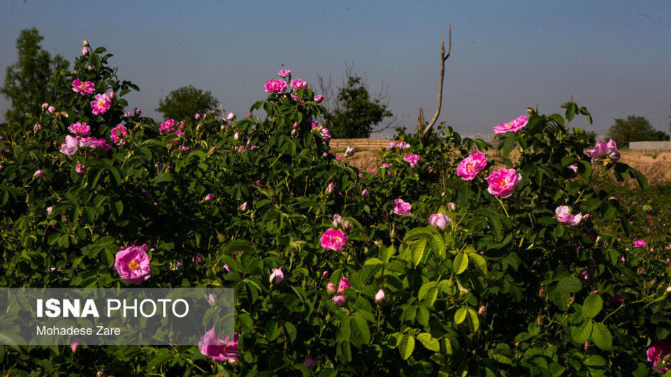 مهد گل‌محمدی خراسان 