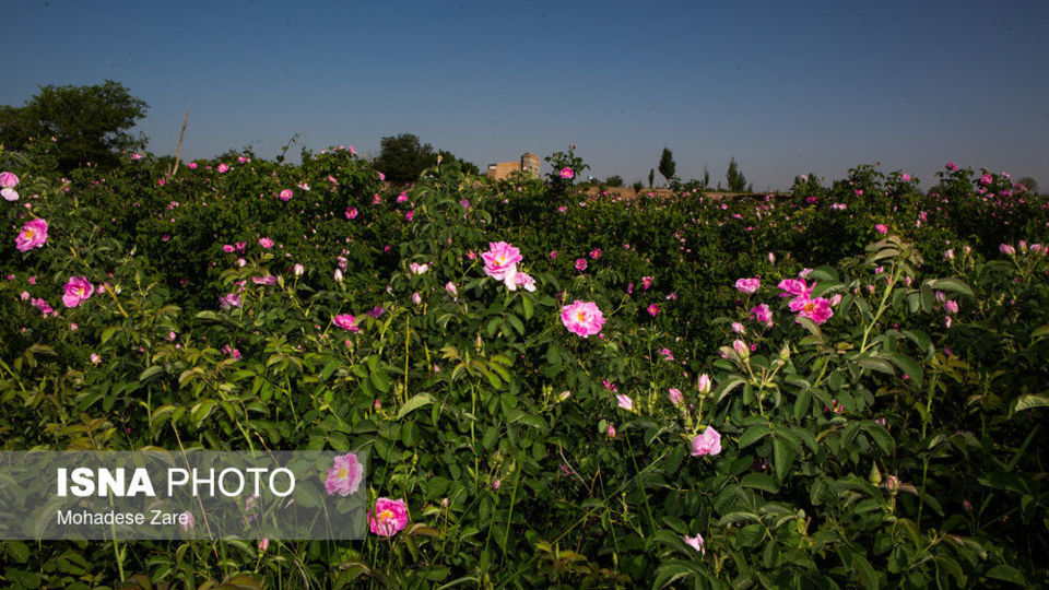 مهد گل‌محمدی خراسان 