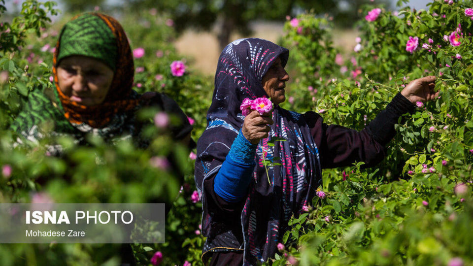 مهد گل‌محمدی خراسان 