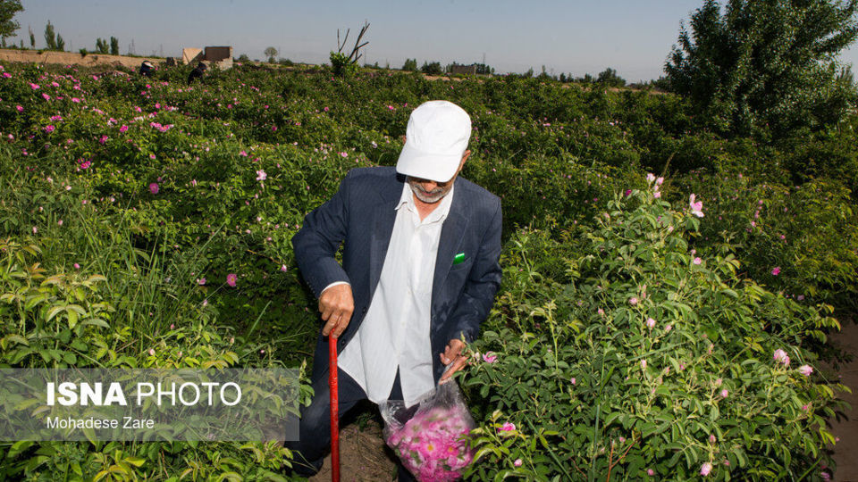 مهد گل‌محمدی خراسان 