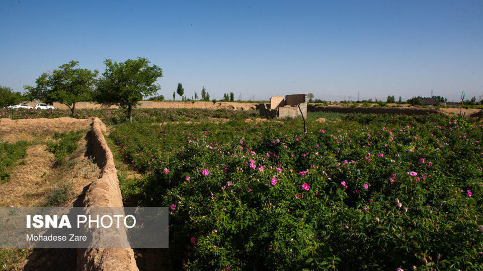مهد گل‌محمدی خراسان 