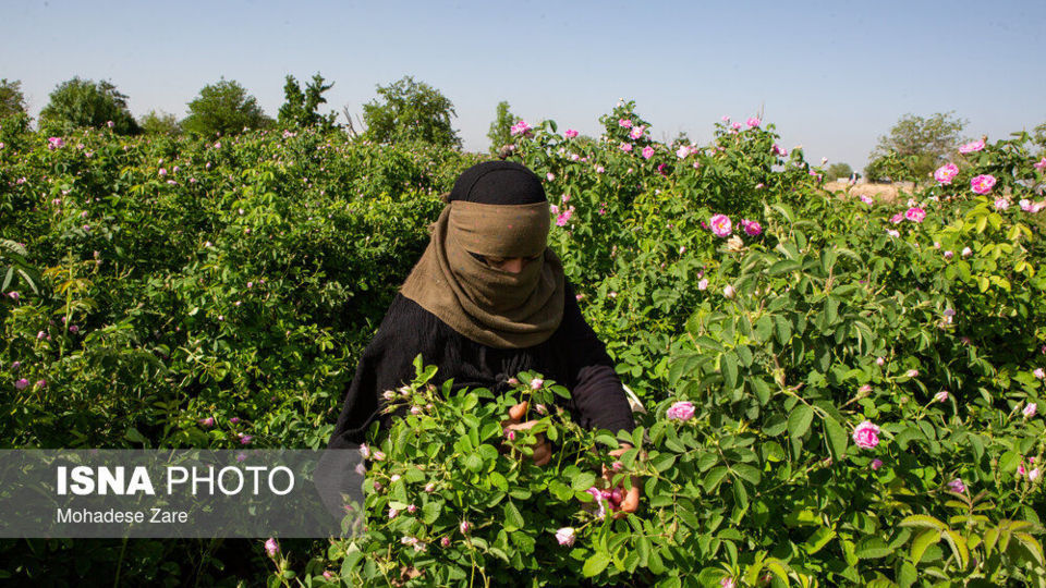 مهد گل‌محمدی خراسان 