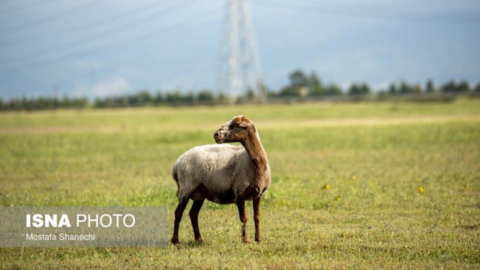 طبیعت میانکاله در اسارت فنس؛ تلاش برای احیای «حفاظت»