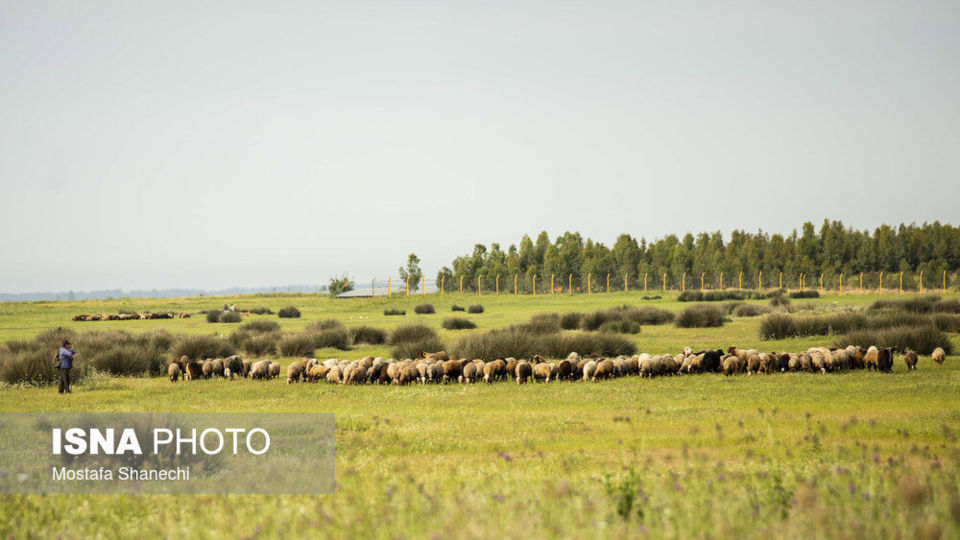 طبیعت میانکاله در اسارت فنس؛ تلاش برای احیای «حفاظت»