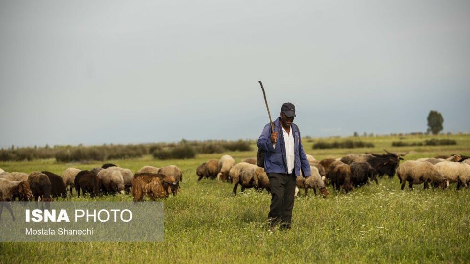 طبیعت میانکاله در اسارت فنس؛ تلاش برای احیای «حفاظت»