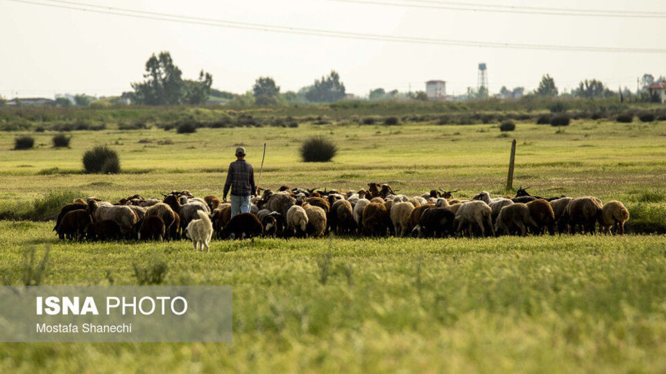 طبیعت میانکاله در اسارت فنس؛ تلاش برای احیای «حفاظت»