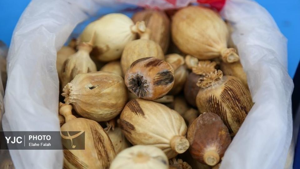  امحای یک تن مواد مخدر در رشت