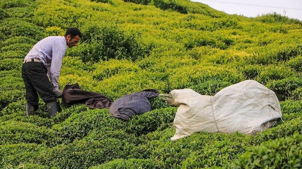 ۶۱۴ میلیارد تومان مطالبات چایکاران شمال کشور واریز شد ۶۱۴ میلیارد تومان مطالبات چایکاران شمال کشور واریز شد