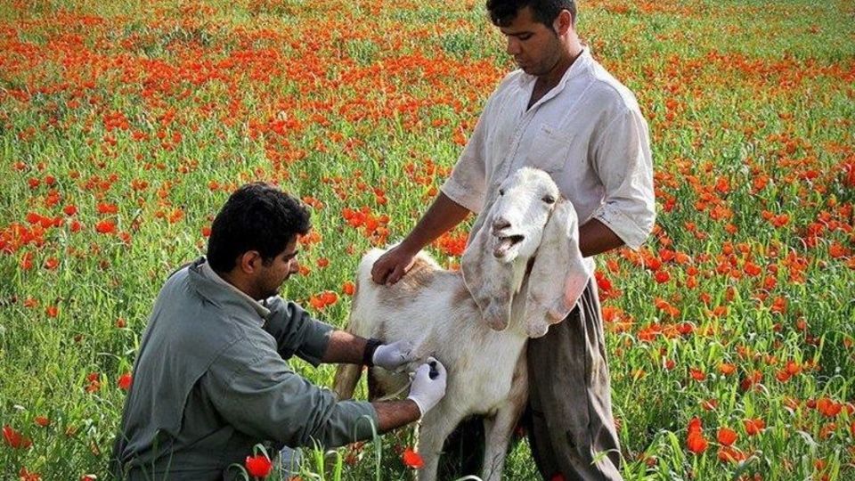 واکسن تب برفکی ایرانی؛ نتیجه ۵ سال تحقیق دانشمندان هستهای واکسن تب برفکی ایرانی؛ نتیجه ۵ سال تحقیق دانشمندان هستهای