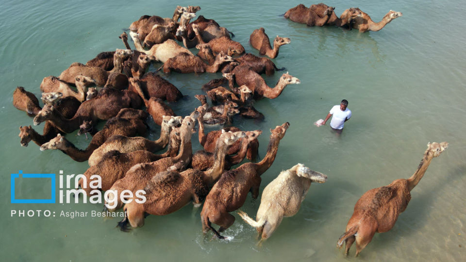 حمام شترها در خلیج فارس