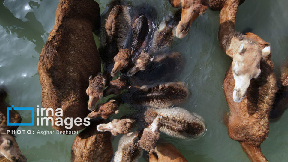 حمام شترها در خلیج فارس