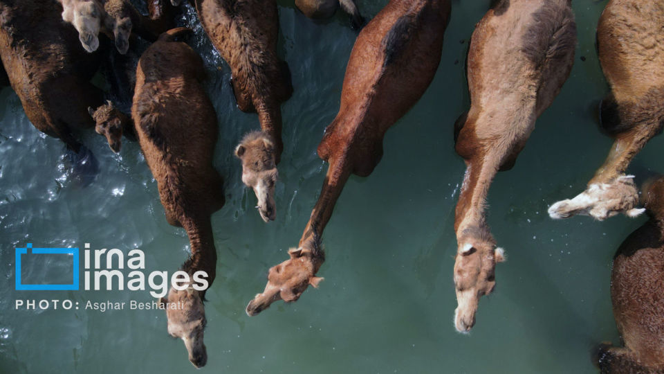 حمام شترها در خلیج فارس