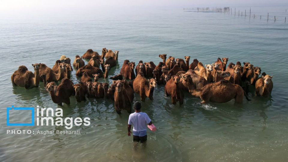 حمام شترها در خلیج فارس