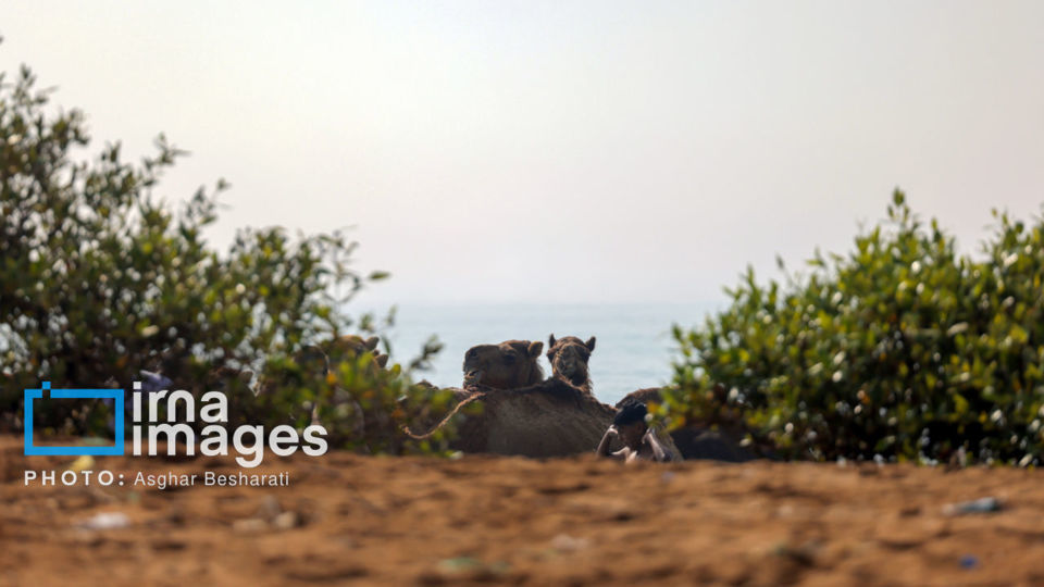 حمام شترها در خلیج فارس