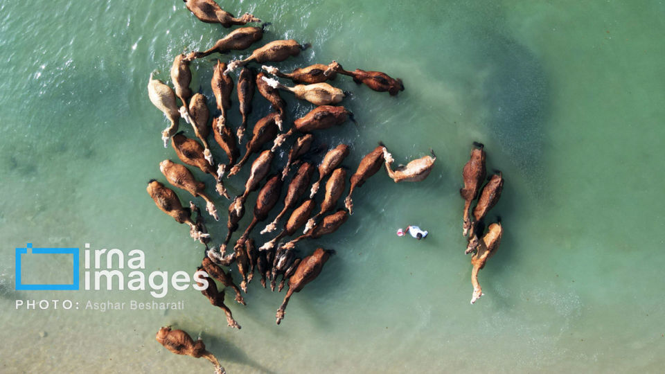 حمام شترها در خلیج فارس