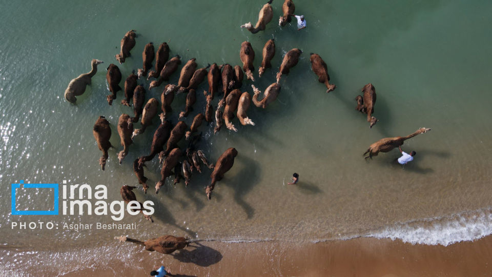 حمام شترها در خلیج فارس
