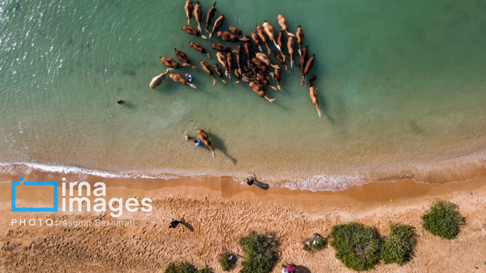 حمام شترها در خلیج فارس